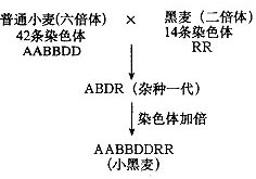 第6章 从杂交育种到基因工程 能力拓展