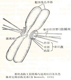 分析可知,在细胞分裂过程中,"姐妹分家"也即一条染色体变成两条染色体